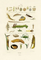 Insekten